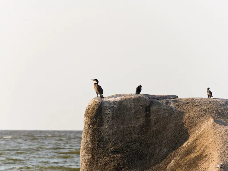 Mwanza, Victoria-See, Tansania Felseninsel mit Vögeln im Victoriasee, umgeben von blauem Wasser. Mwanza, Victoria-See, Tansania.