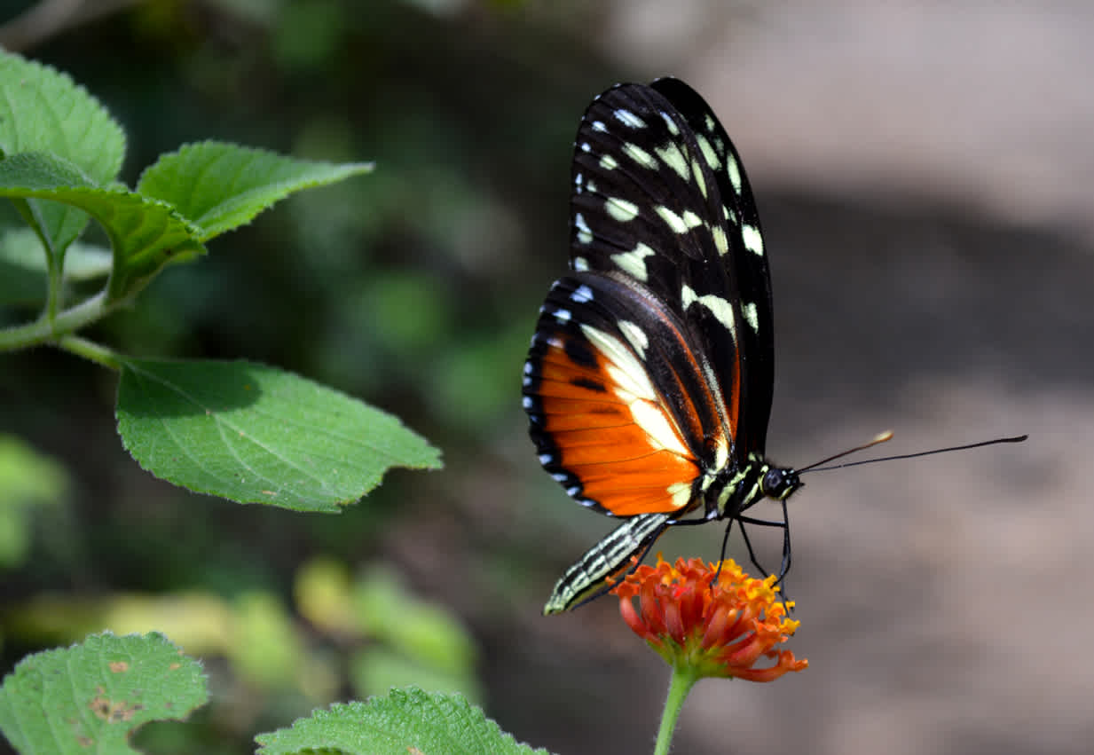 Papillon orange et noir aux longues ailes, en train de butiner une fleur orange dans le Jardin de Mariposas au Costa Rica.