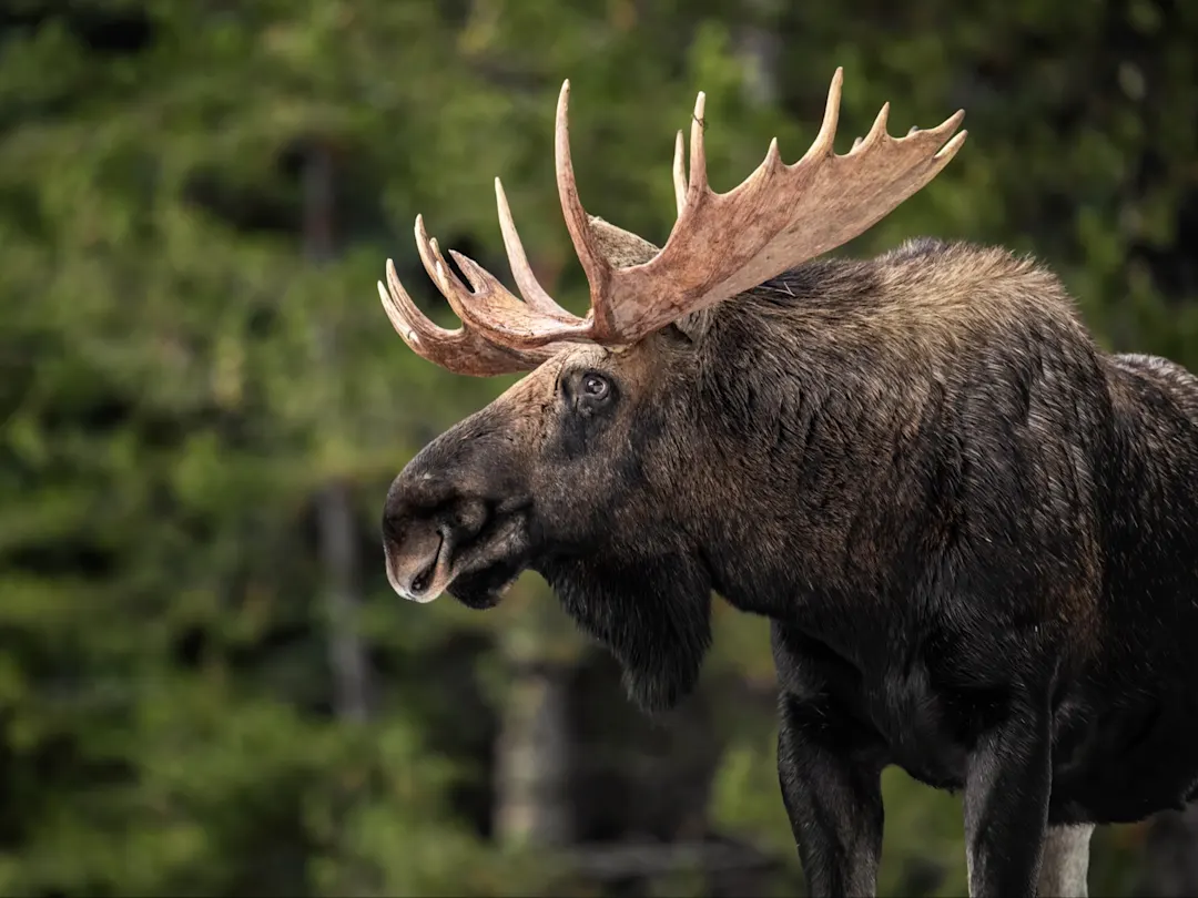 Nahaufnahme eines Elches mit prächtigem Geweih in einem Wald. Jasper, Alberta, Kanada.