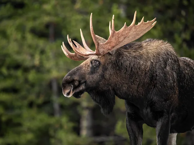 Une aventure en pleine nature de l'Ouest canadien