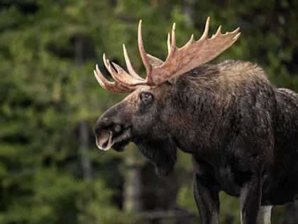 Road trip Vancouver et ouest canadien - Image 2