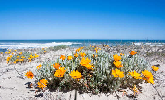 Gelbe Blumen am Meer in Namaqualand, Südafrika.
