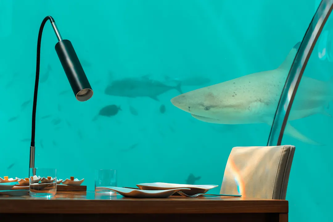 Malediven, Unterwasserrestaurant Tisch im Unterwasserrestaurant mit Riffhai, der an der Glasscheibe vorbeischwimmt