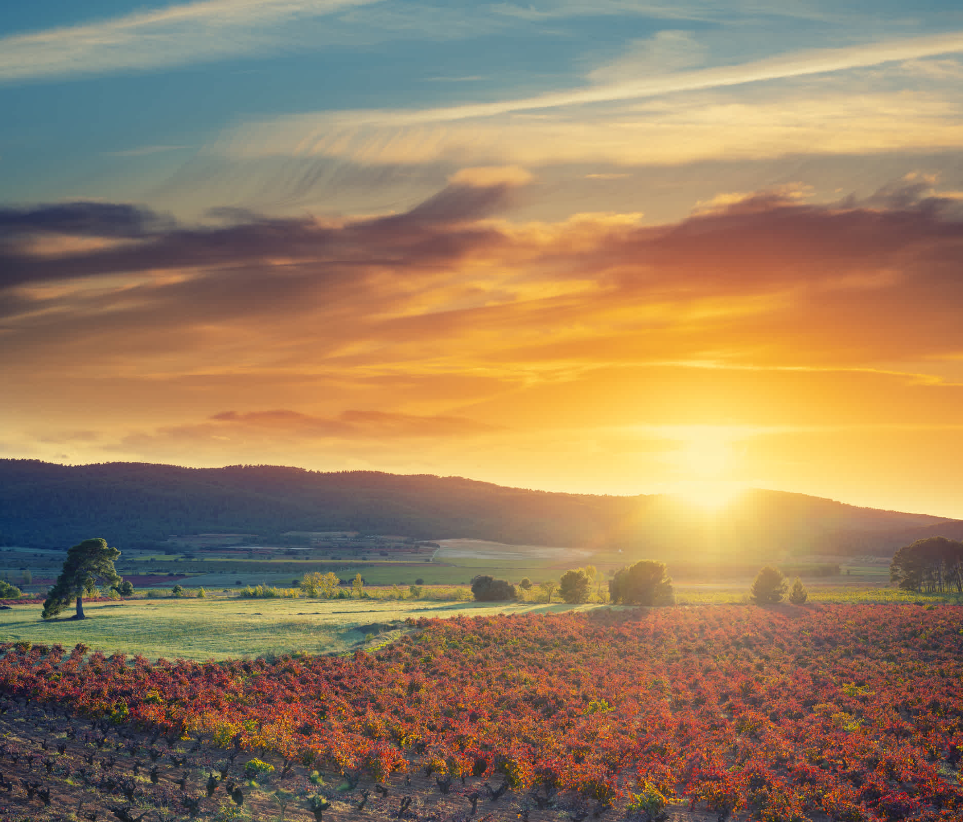 Blick auf die Weinberge im La Rioja Urlaub