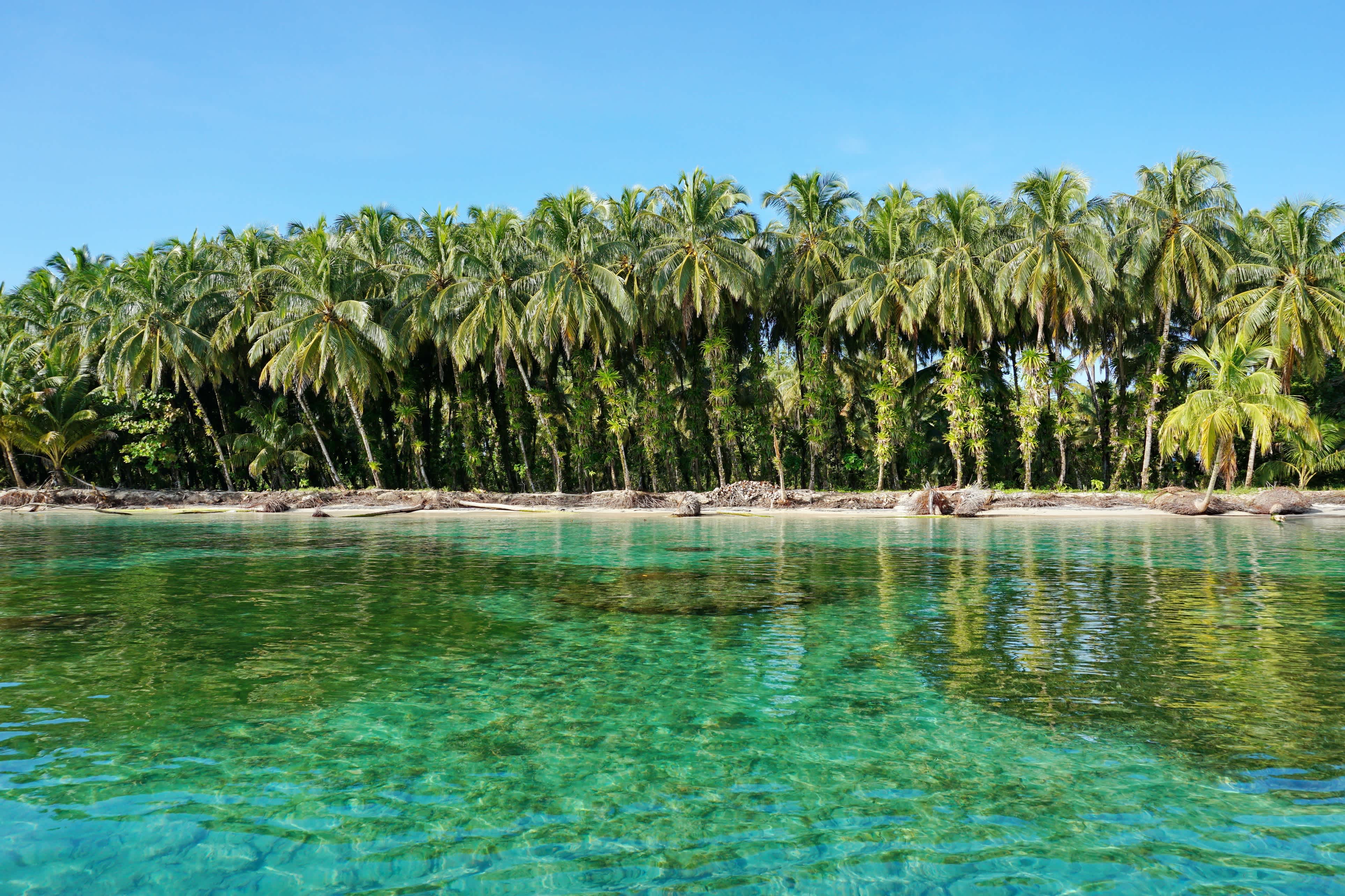 Üppige Kokospalmen mit Epiphyten an tropischer Küste mit klarem Wasser, Karibik, Zapatillas-Inseln, Bocas del Toro, Panama