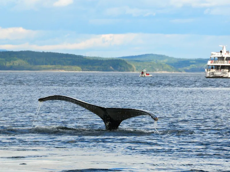 Canada, Québec, Tadoussac, baleine La nageoire d'une baleine à bosse émerge de l'eau. Tadoussac, Québec, Canada.