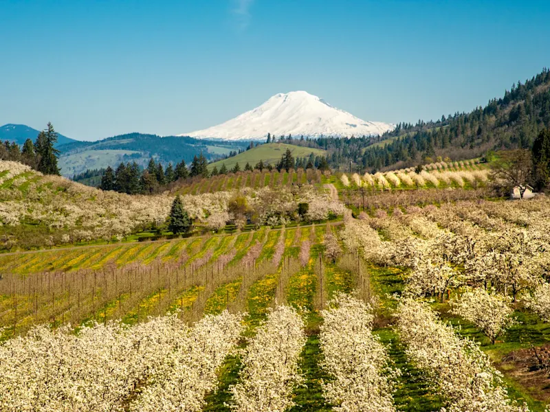 Blühende Obstplantagen mit schneebedecktem Berg im Hintergrund unter blauem Himmel, Berg Mount Adams, Oregon, USA.