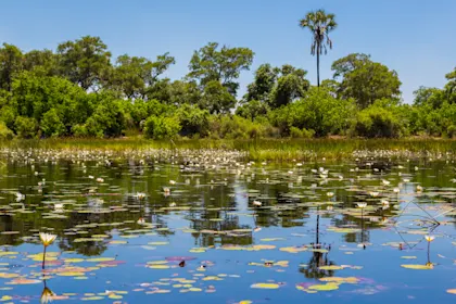 Circuit safari au Botswana - Image 1