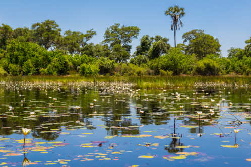 Okavango-Delta in Botswana