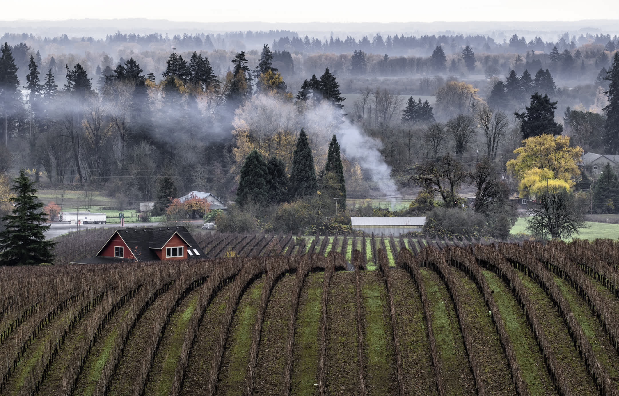 Vignoble de la Willamette Valley en automne, Oregon, États-Unis.
