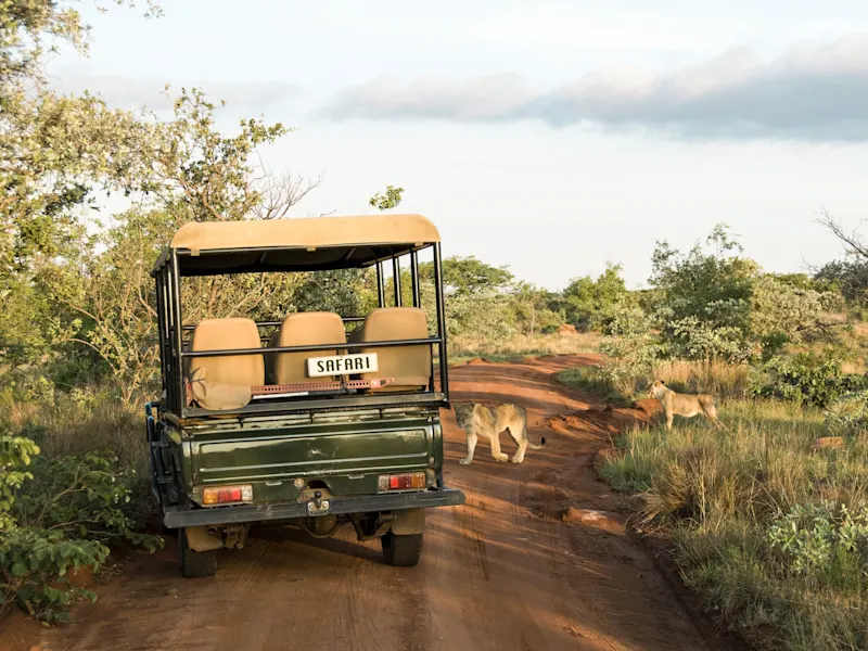 Kruger-Nationalpark, Südafrika Safari-Jeep auf einer roten Sandstraße, umgeben von Löwen in der Savanne. Kruger-Nationalpark, Südafrika.