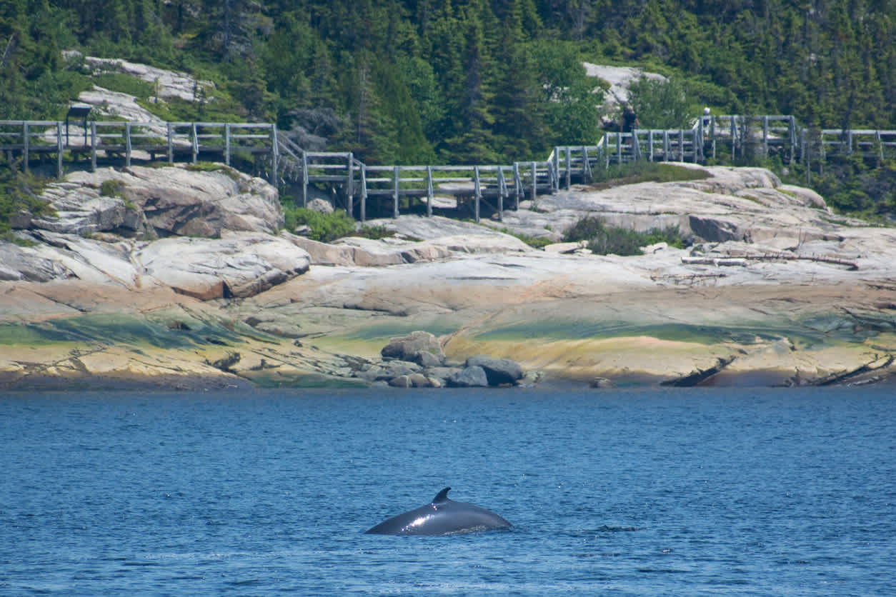 Partez en escale à Tadoussac où vous pourrez observer les baleines pendant votre voyage dans l'est du Canada.