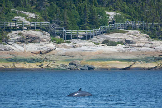 Maak een tussenstop in Tadoussac, waar u tijdens uw reis naar Oost-Canada walvissen kunt gaan spotten.