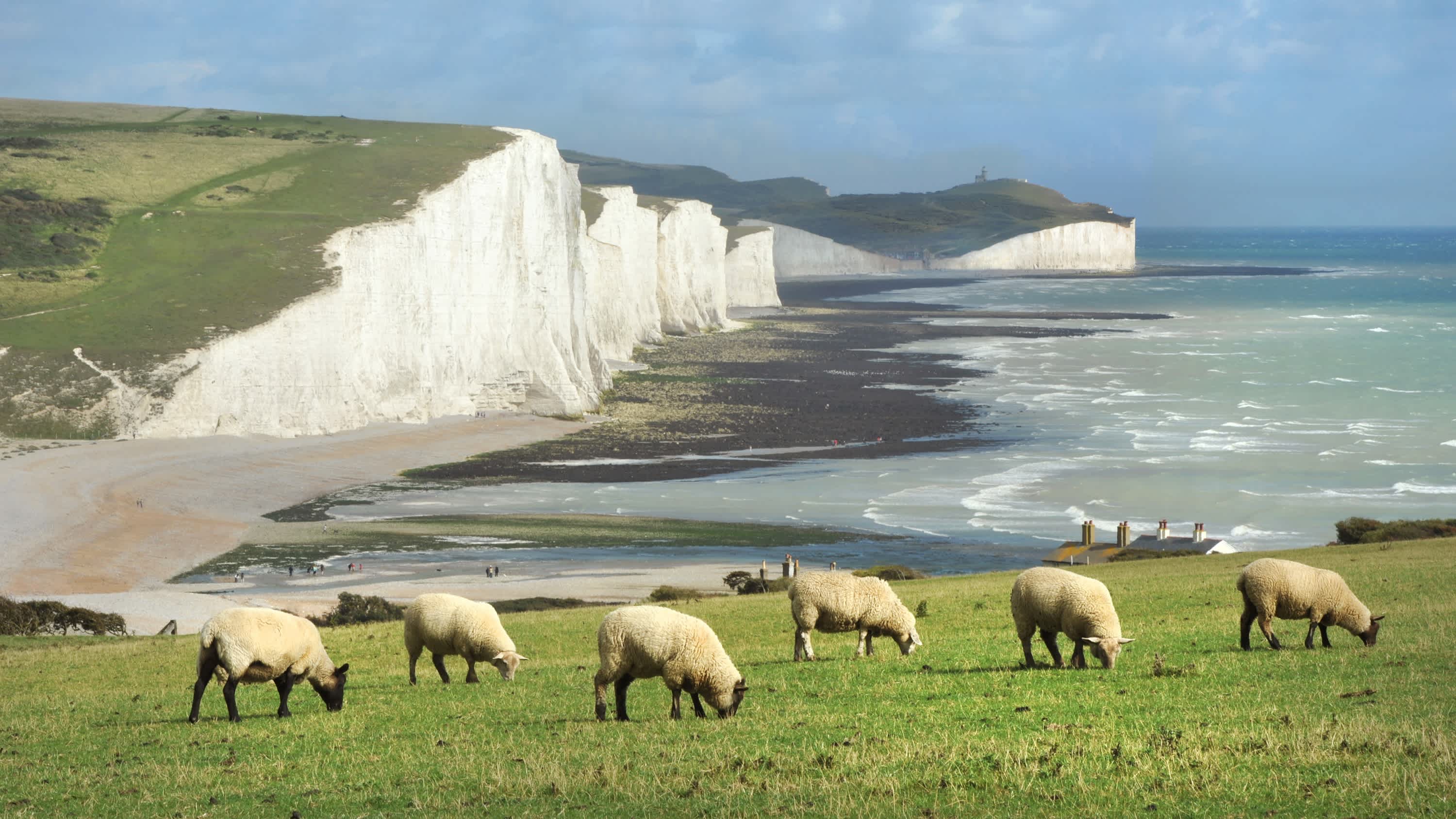 Moutons en train de paître dans les South Downs avec vue sur la Manche en Angleterre