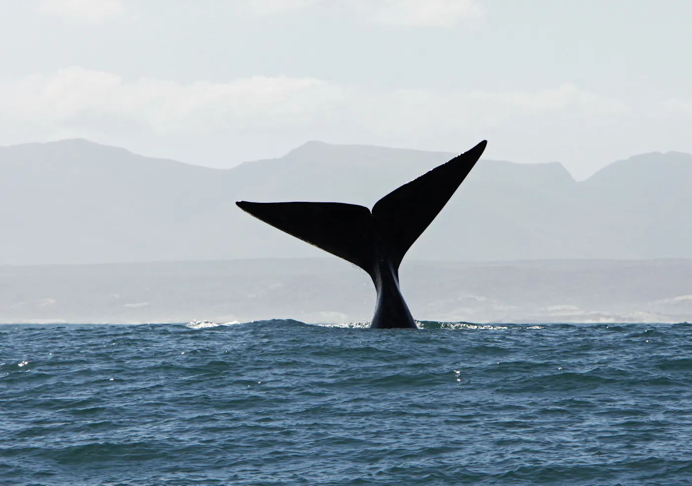 Hermanus, Westkap, Südafrika Fluke eines Wales beim Auftauchen im Meer vor Hermanus. Hermanus, Westkap, Südafrika.