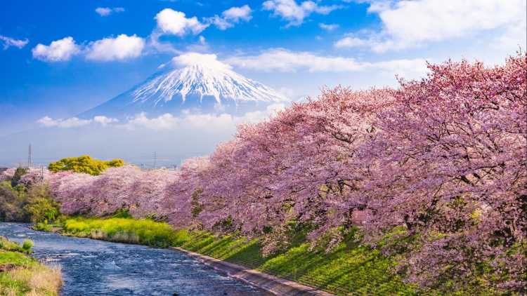 Blick zu den Mt. Fuji und Fluss im Frühling, Japan.

