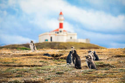 Visitez le paradis des manchots sur l'île Magdalena pendant votre voyage à Punta Arenas.