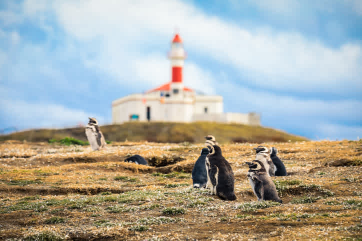 Visitez le paradis des manchots sur l'île Magdalena au Chili