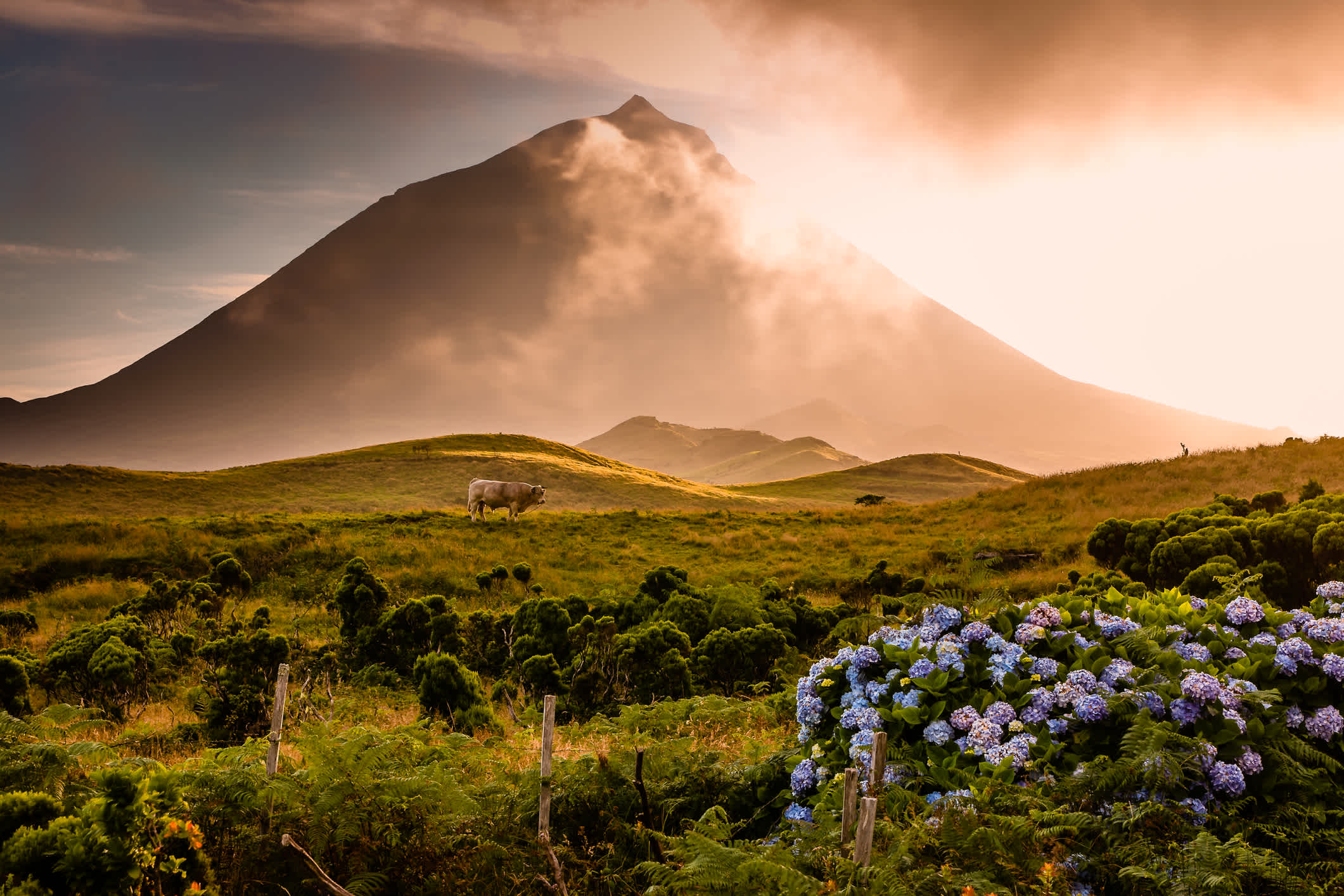 Volcan sur l'île de Pico aux Açores, Portugal