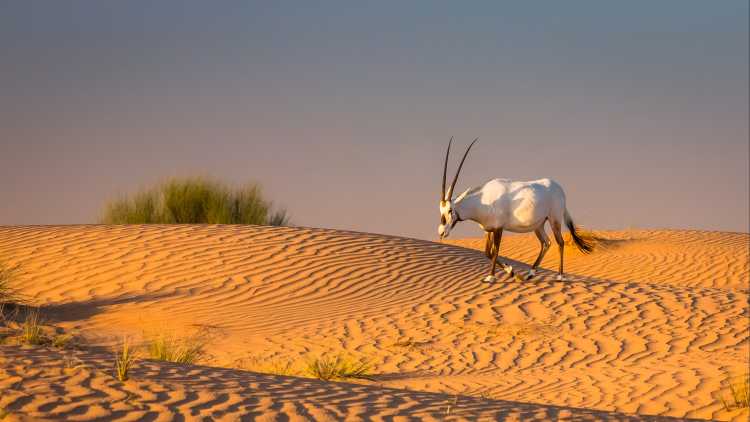 Arabische Oryx-Antilope in der Wüste von Dubai, VAE. 