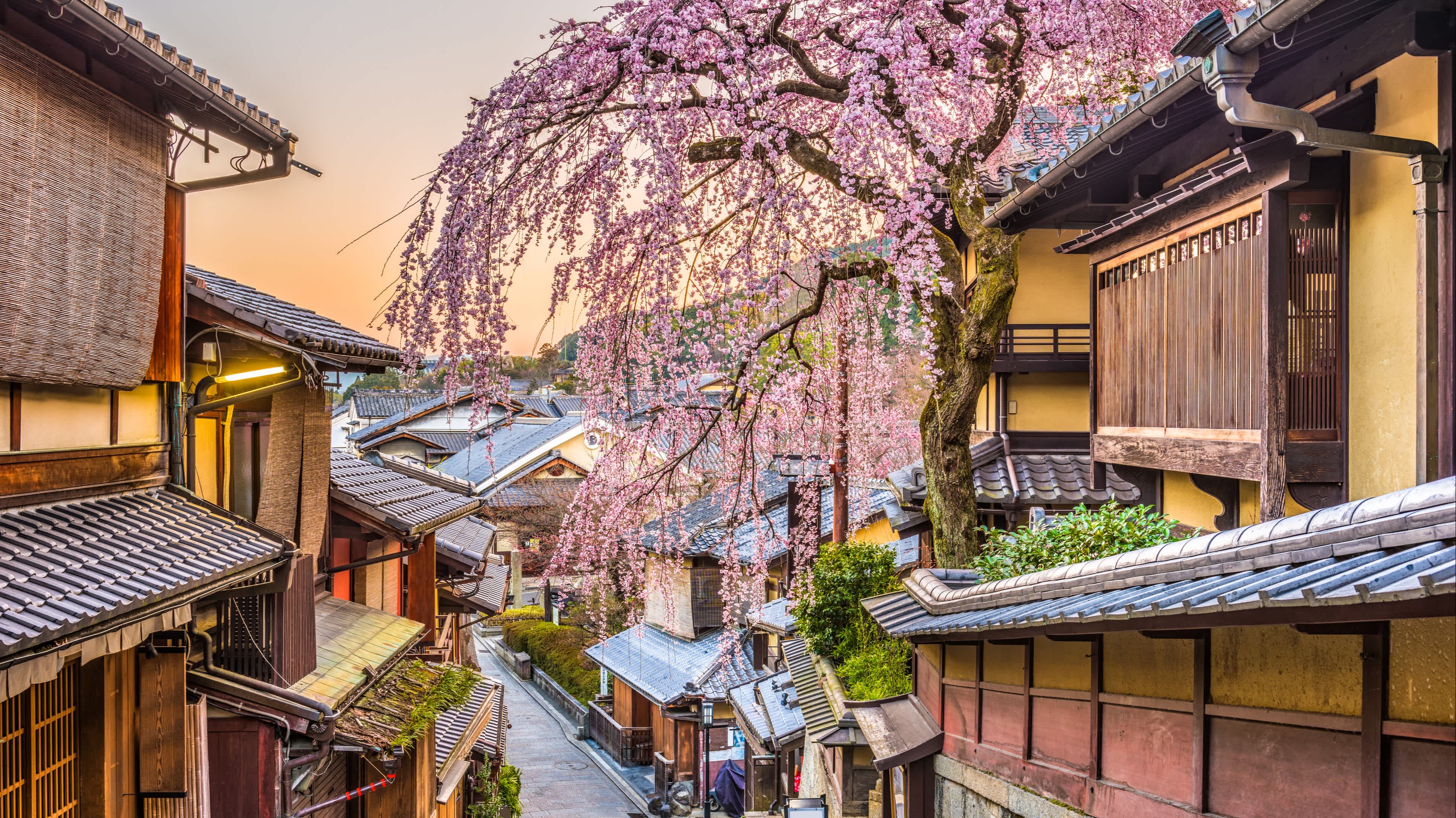 Une rue de Kyoto au Japon avec un magnifique cerisier en fleur. 