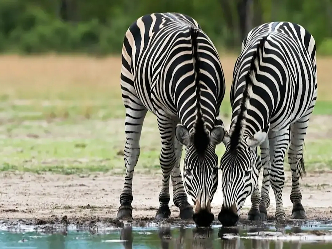 Zwei Zebras trinken Wasser aus einer Pfütze in der afrikanischen Savanne. Botswana.