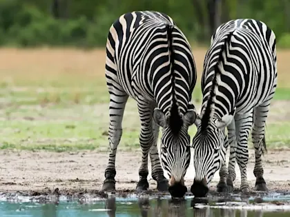 Fly in safari au Botswana - Image 1