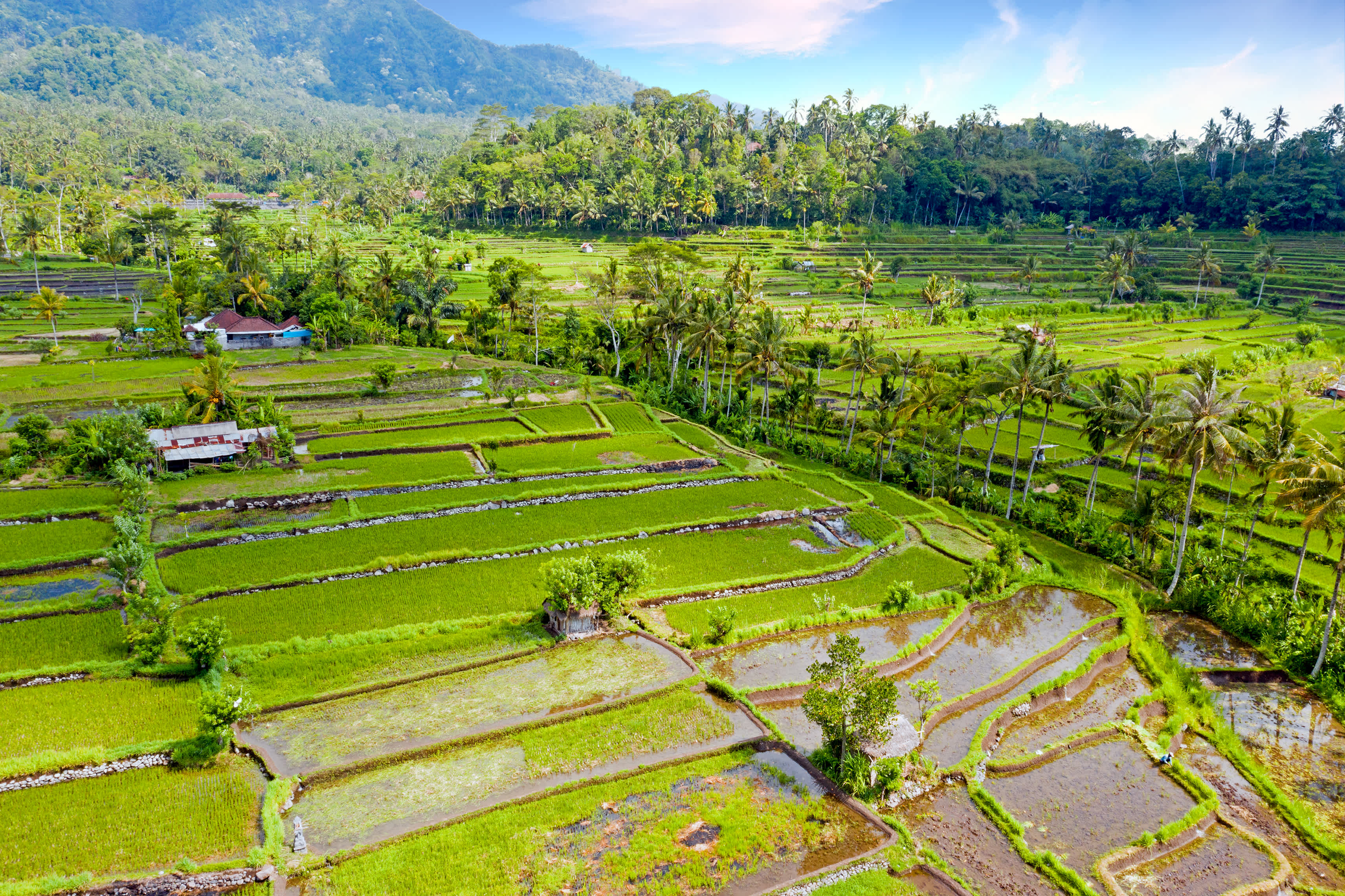 Luftaufnahme von Reisterrassen in Sidemen auf Bali, Indonesien

