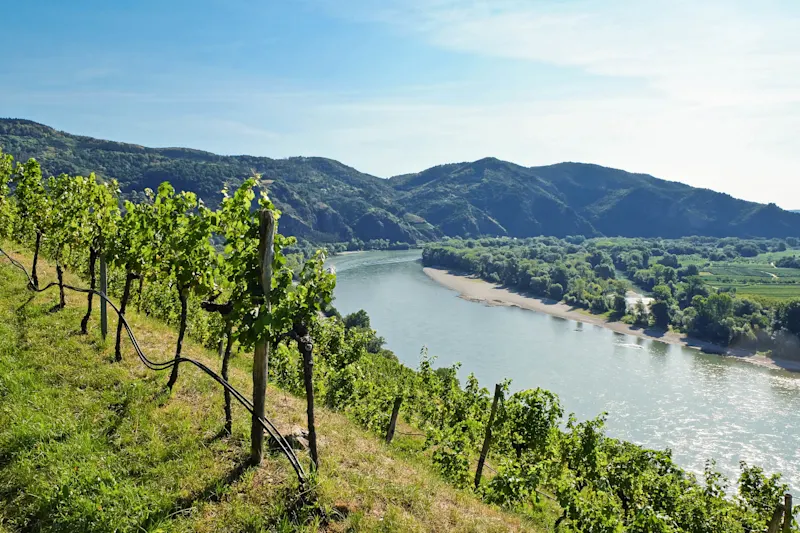 Vineyard on hillside overlooking winding river with mountains in background under clear blue sky.