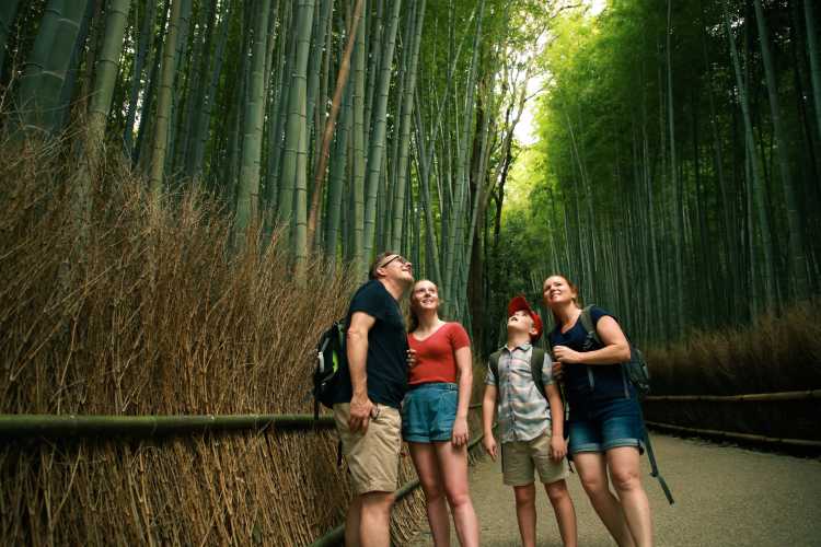Eine 4-köpfige Familie staunt über die meterhohen Bambusbäume