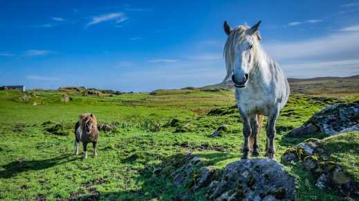 Zwei Shetland-Ponys auf der Wiese, Shetlandinseln, Schottland.