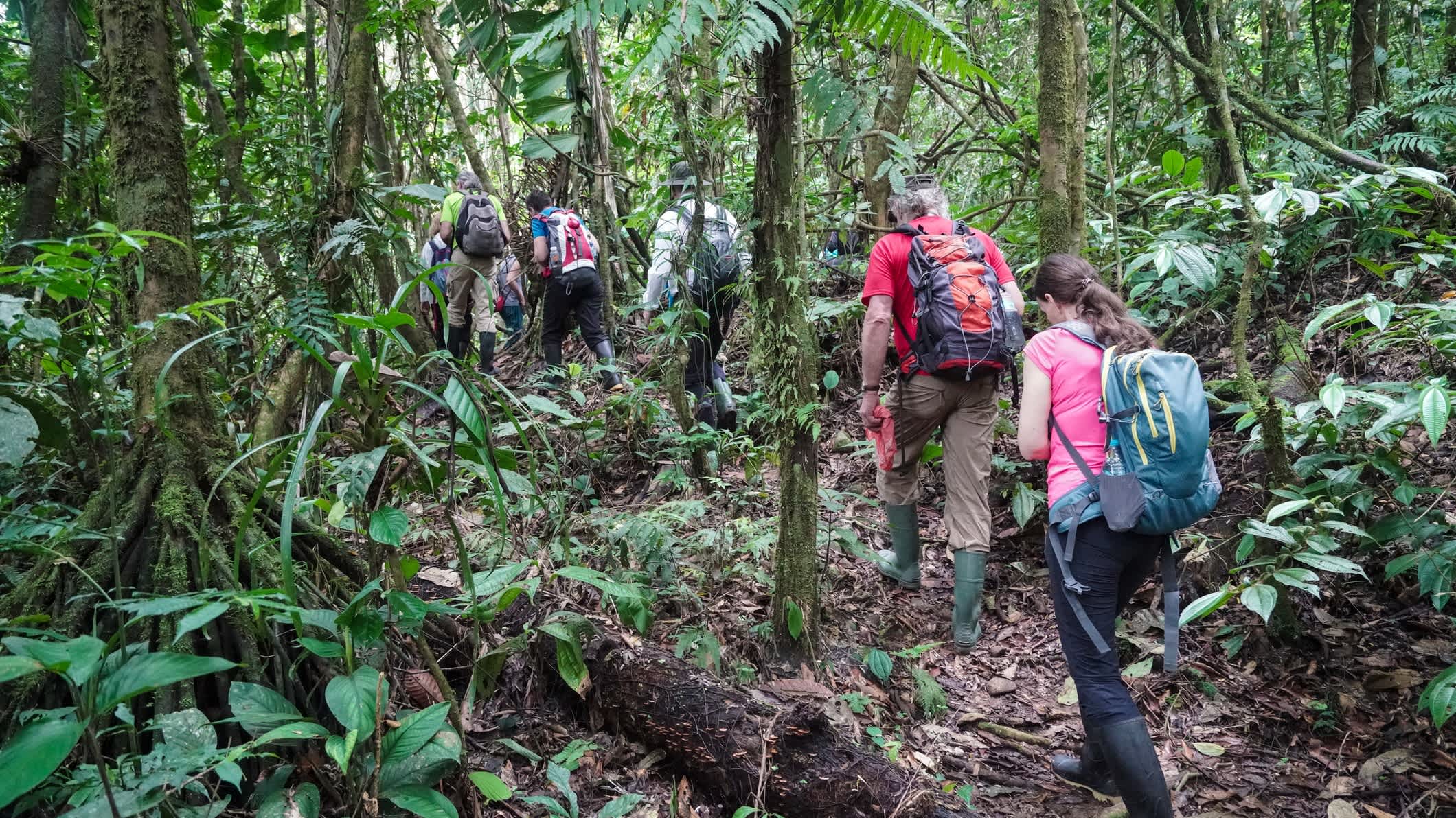 Un groupe de voyageurs avec guide parcourt la forêt amazonienne