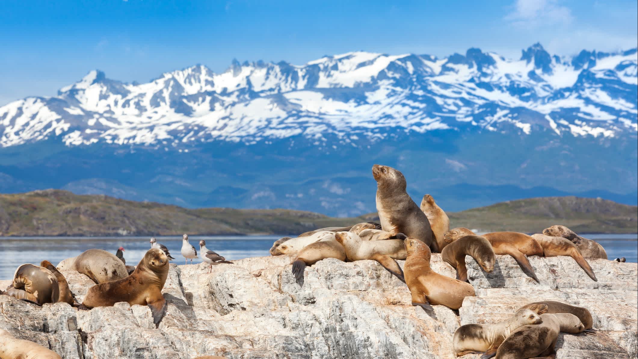 Seelöwen auf einer Insel in den Beagle-Kanal, Ushuaia, Argentinien.