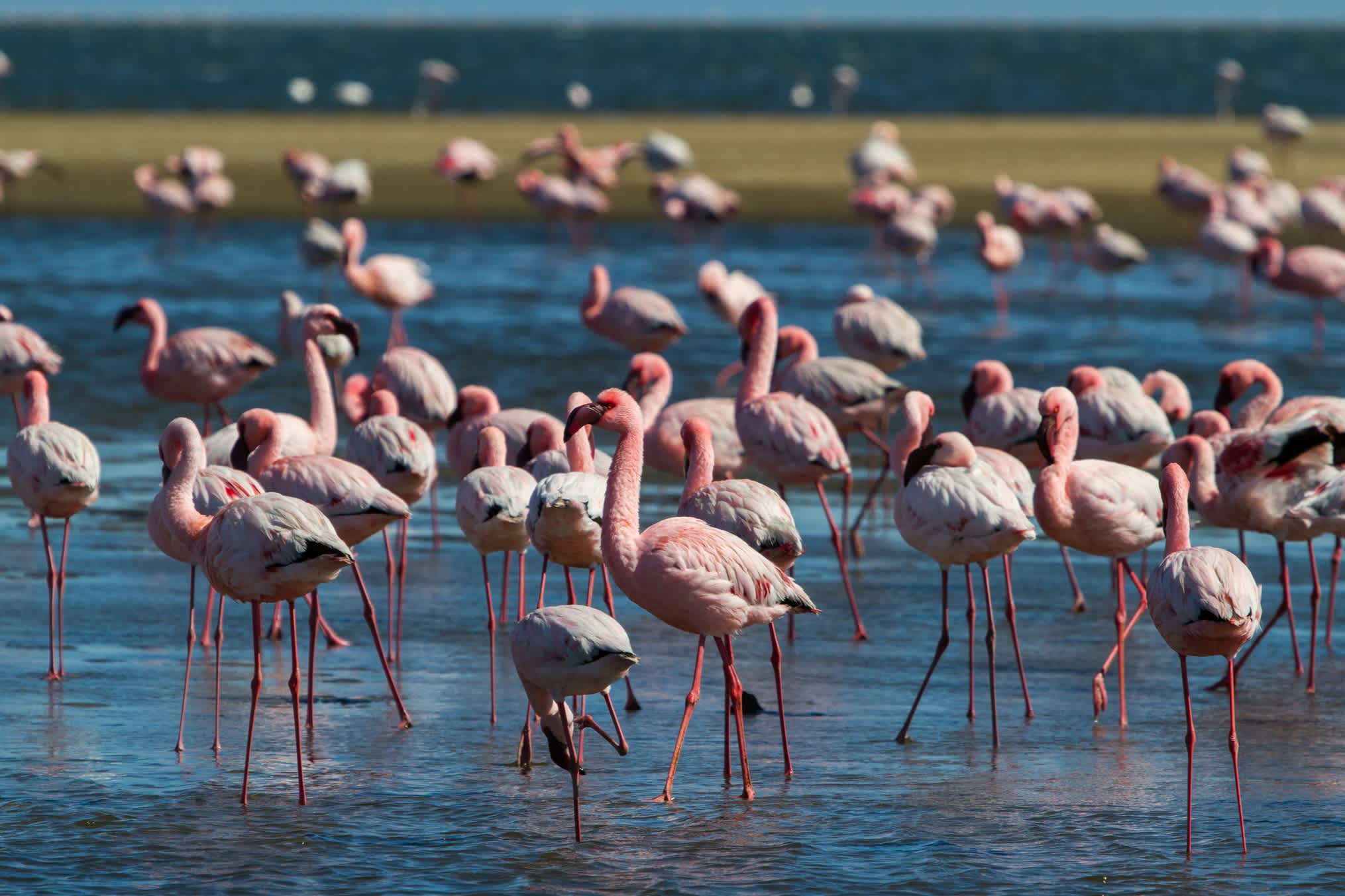 Flamingos in der Bucht