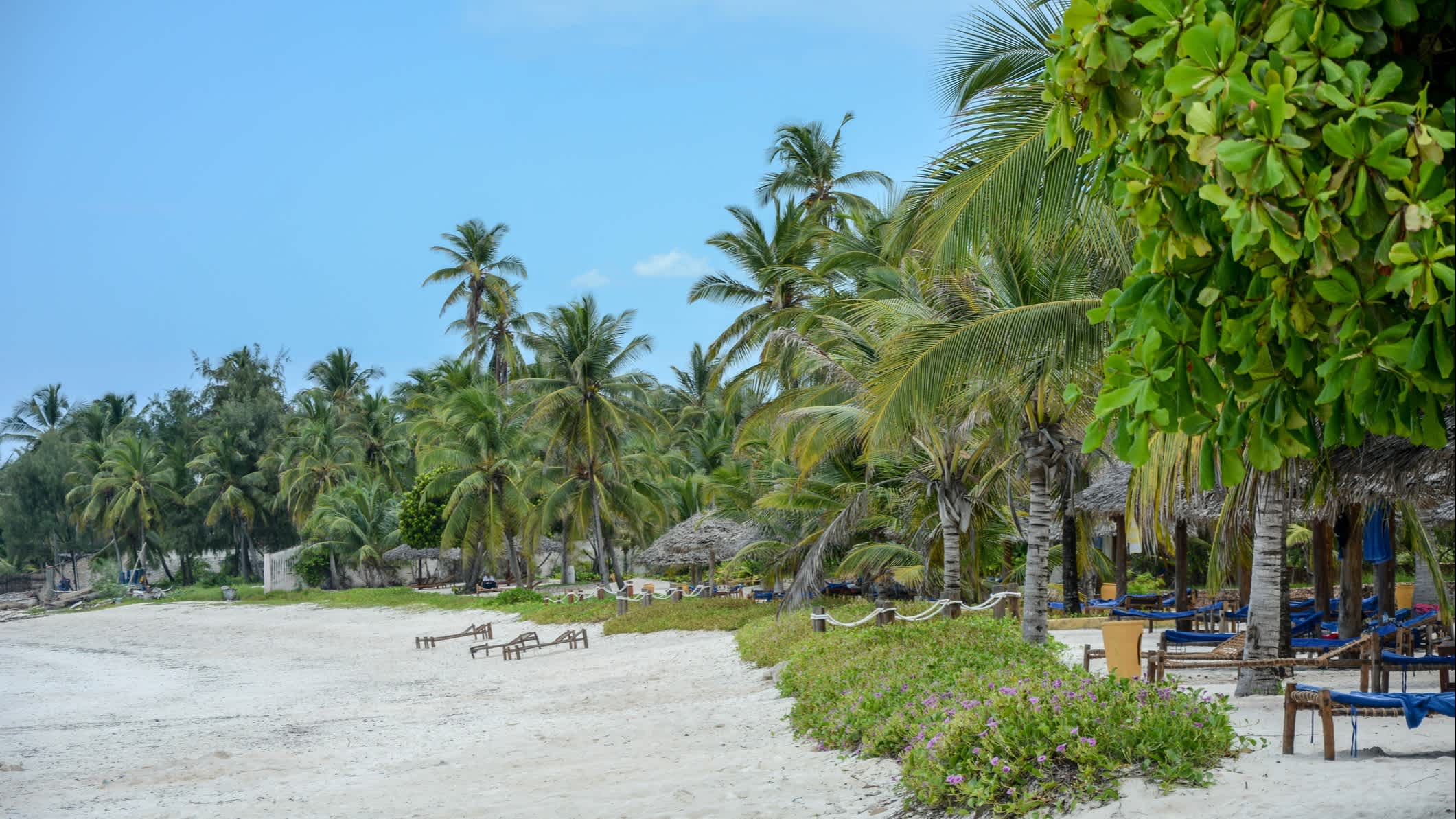 Vue d'une plage verdoyante à Zanzibar, Tanzanie.
