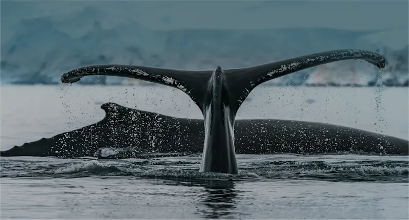 Wale beobachten in Island