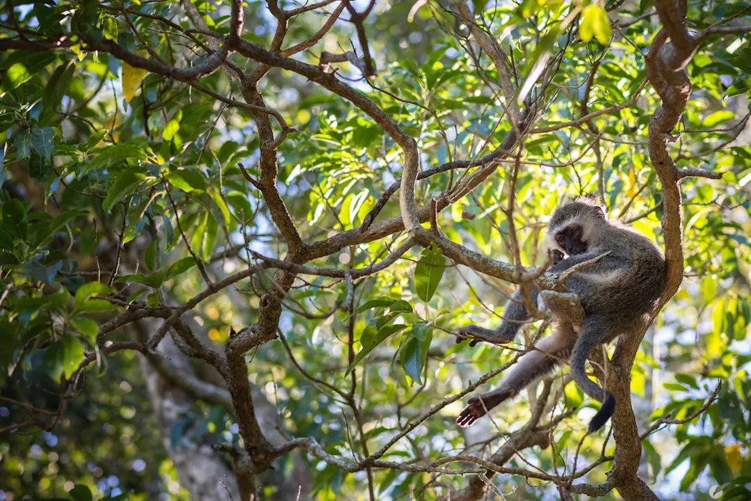 Afrika Südafrika Knysna Forest Ein Eldorado für Naturliebhaber: der Knysna Forest in Südafrika