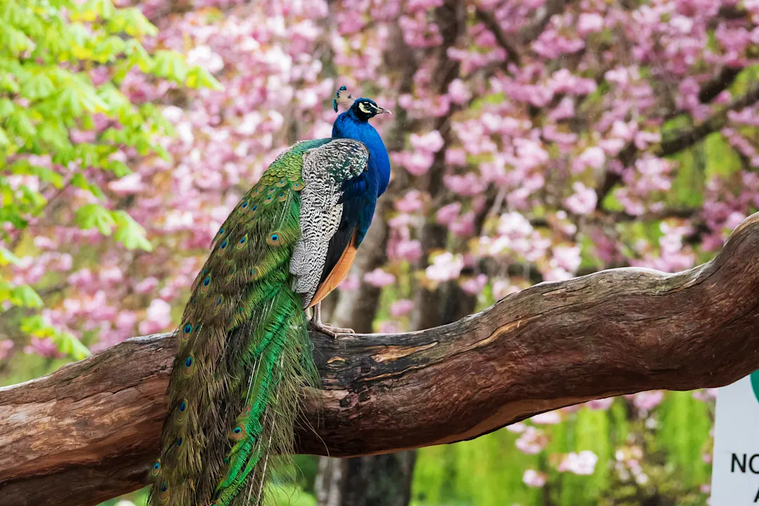 Kanada, Vancouver Island, Victoria Pfau im Beacon Hill Park in Victoria, BC, Kanada