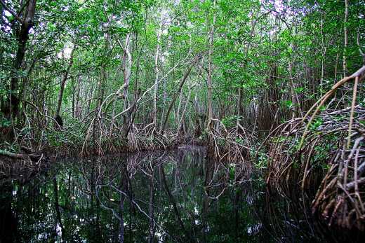 Par Manglares de mangroves à San Andrés en Colombie