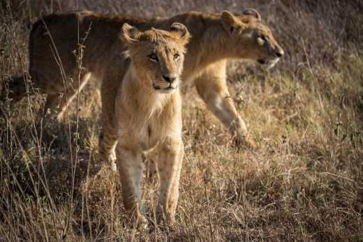 Young lions in Nairobi National Park in Kenya