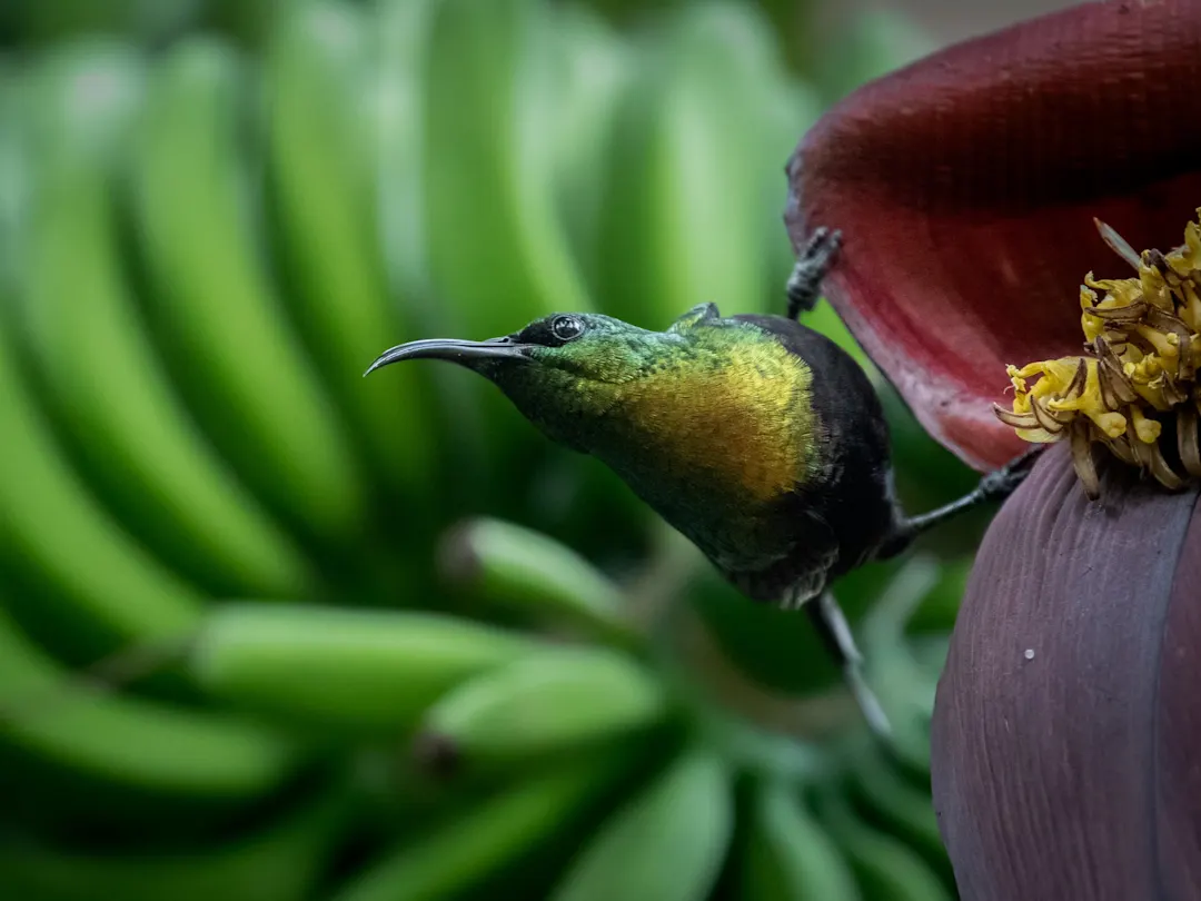 Bwindi, Western, Uganda Bronzene Nektarvogel sitzt an einer Bananenblüte vor grünem Hintergrund. Bwindi, Western, Uganda.