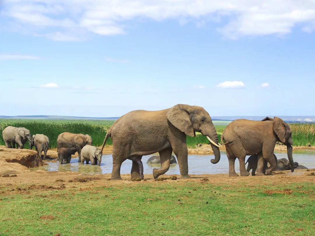 L'Afrique du Sud en famille