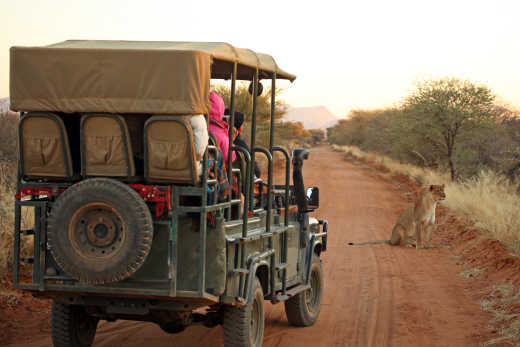 Personnes dans un 4x4 devant une lionne sur un sentier du parc national d'Etosha, en Namibie