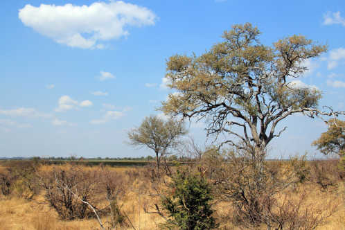 Susuwe - in Namibia