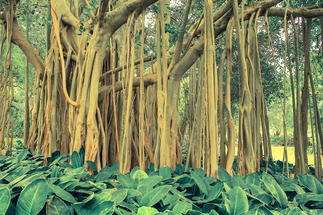 Südafrika, Durban Banyan Baum im botanischen Garten in Durban, Südafrika