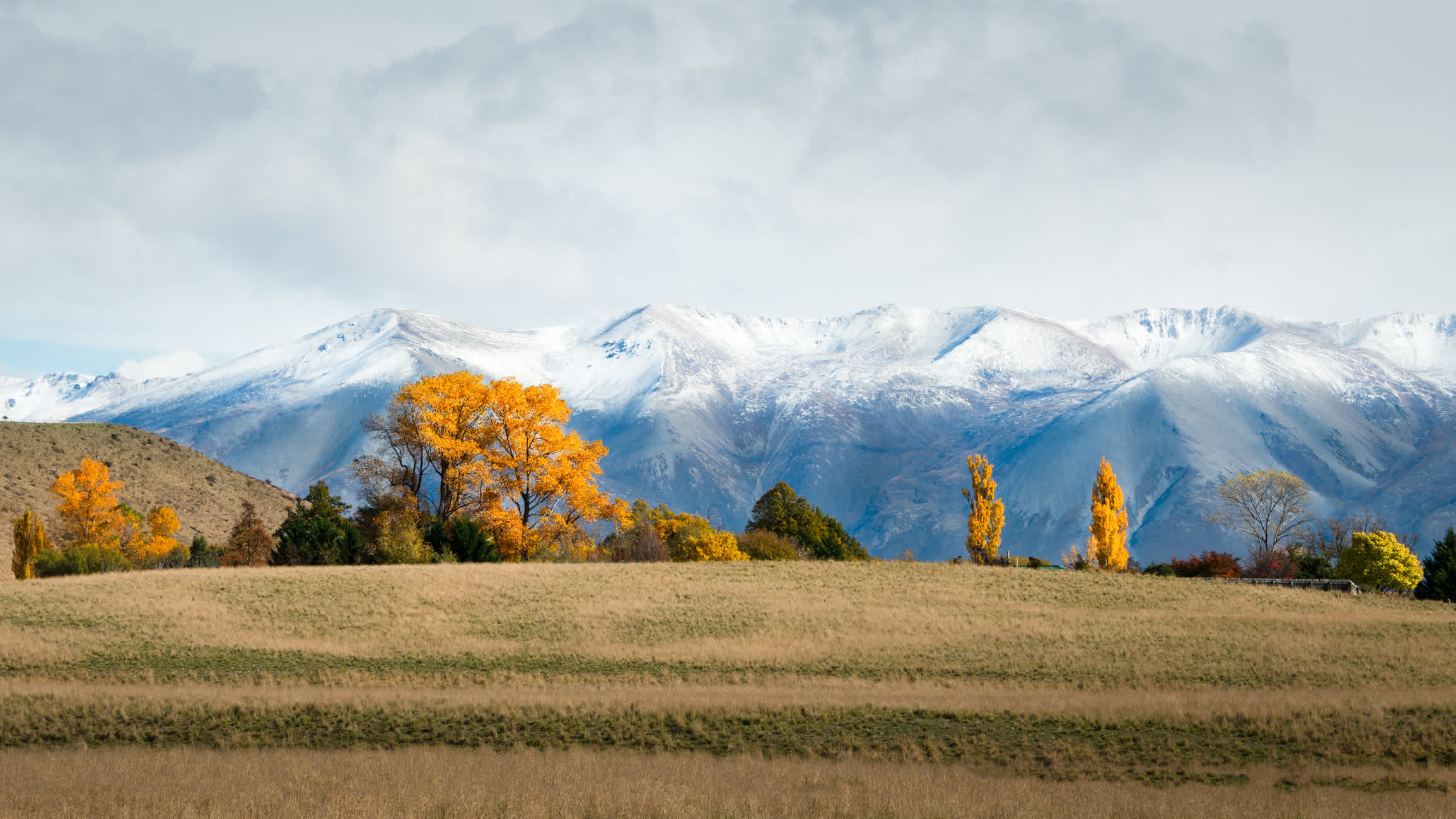 Goldene Herbstbäume mit der schneebedeckten Ben Ohau Range im Hintergrund, Twizel, Neuseeland