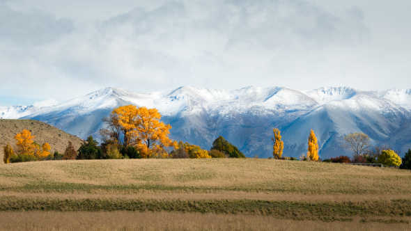 Goldene Herbstbäume mit der schneebedeckten Ben Ohau Range im Hintergrund, Twizel, Neuseeland
