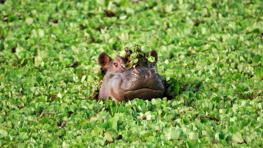 Auf einer Safari in Botswana entdecken Sie auch Nilpferde