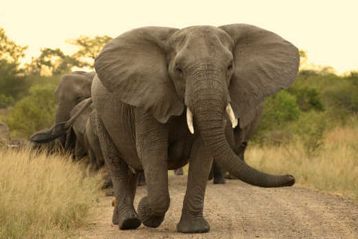 Troupeau d'éléphants dans le parc national Kruger, Afrique du Sud