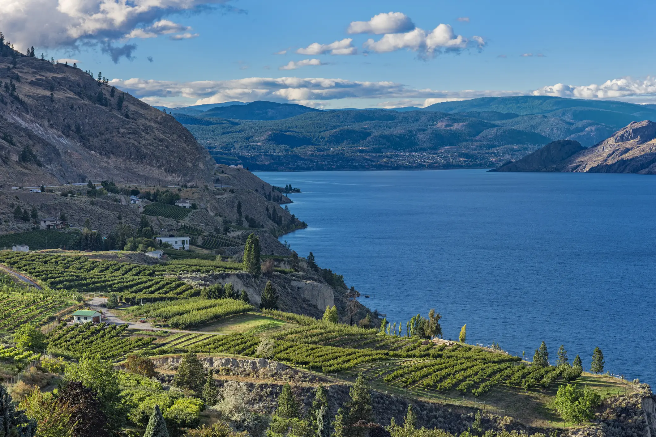 Okanagan Lake bei Summerland British Columbia Kanada mit Obstgarten und Weinberg im Vordergrund.

